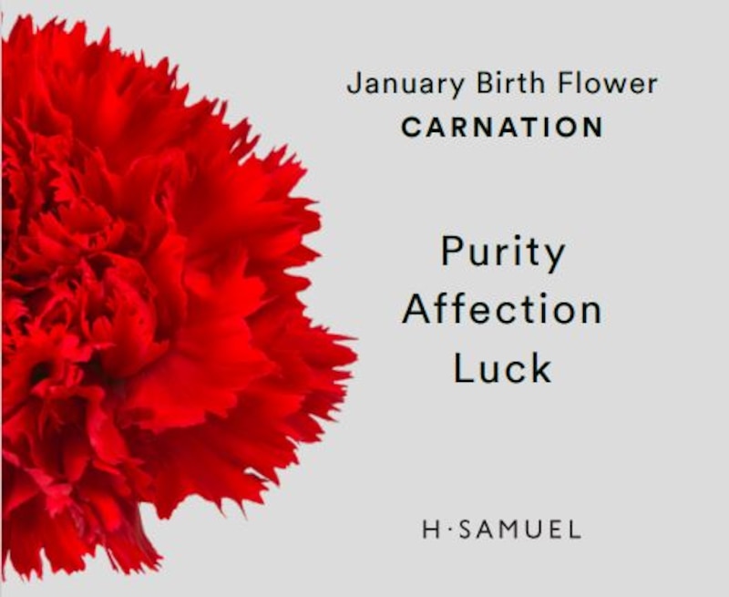 Sterling Silver CZ Carnation January Birth Flower Necklace
