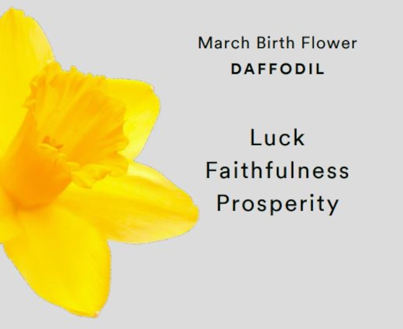 Main Image 4 of Sterling Silver CZ Daffodils March Birth Flower Necklace